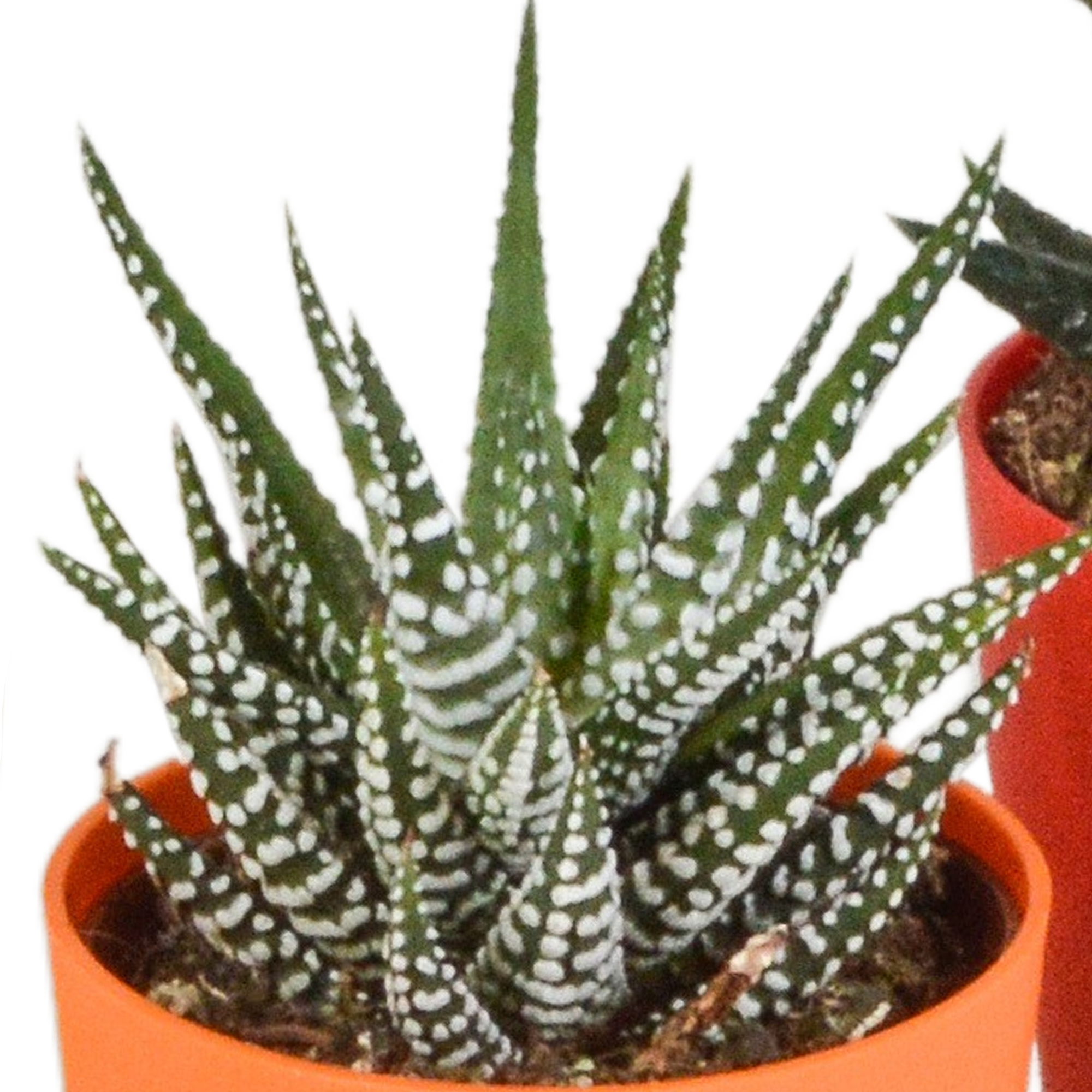 Fünf Everspring Gasteria und Haworthia Pflanzen in bunten Kunststofftöpfen, Durchmesser ca. 5,5 cm, für dekoratives Grün im Zuhause.