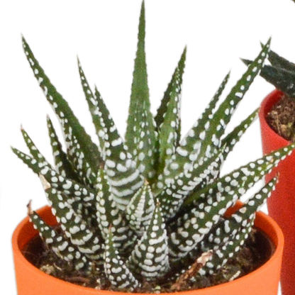 Fünf Everspring Gasteria und Haworthia Pflanzen in bunten Kunststofftöpfen, Durchmesser ca. 5,5 cm, für dekoratives Grün im Zuhause.
