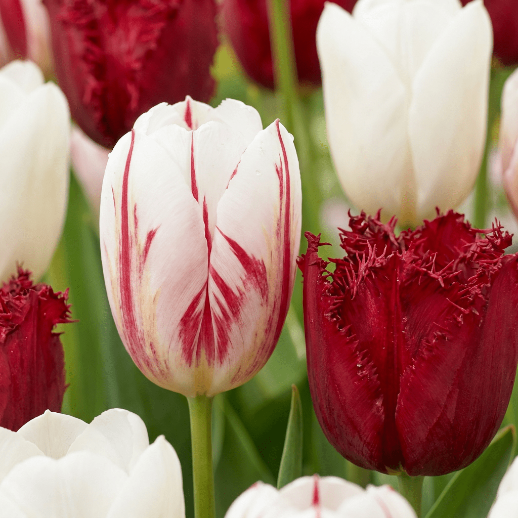 Tulpe Dutch Design – Tulipa online kaufen | 15 bis 120 Blumenzwiebeln, Rosa-Weiß &amp; standfest – Wurzelwerk Design - Wurzelwerk Design
