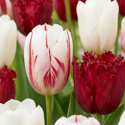 Tulpe Dutch Design – Tulipa online kaufen | 15 bis 120 Blumenzwiebeln, Rosa-Weiß &amp; standfest – Wurzelwerk Design