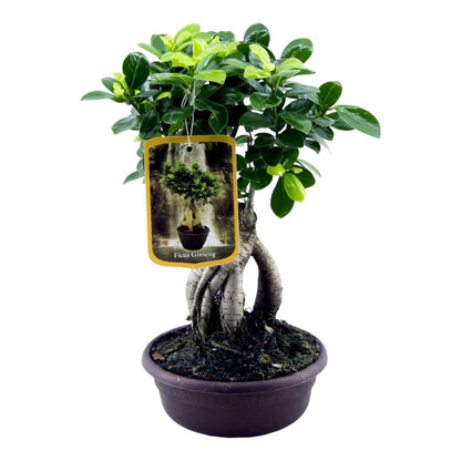 Ficus Microcarpa Ginseng – Eleganter Bonsai für Innenräume - Wurzelwerk Design
