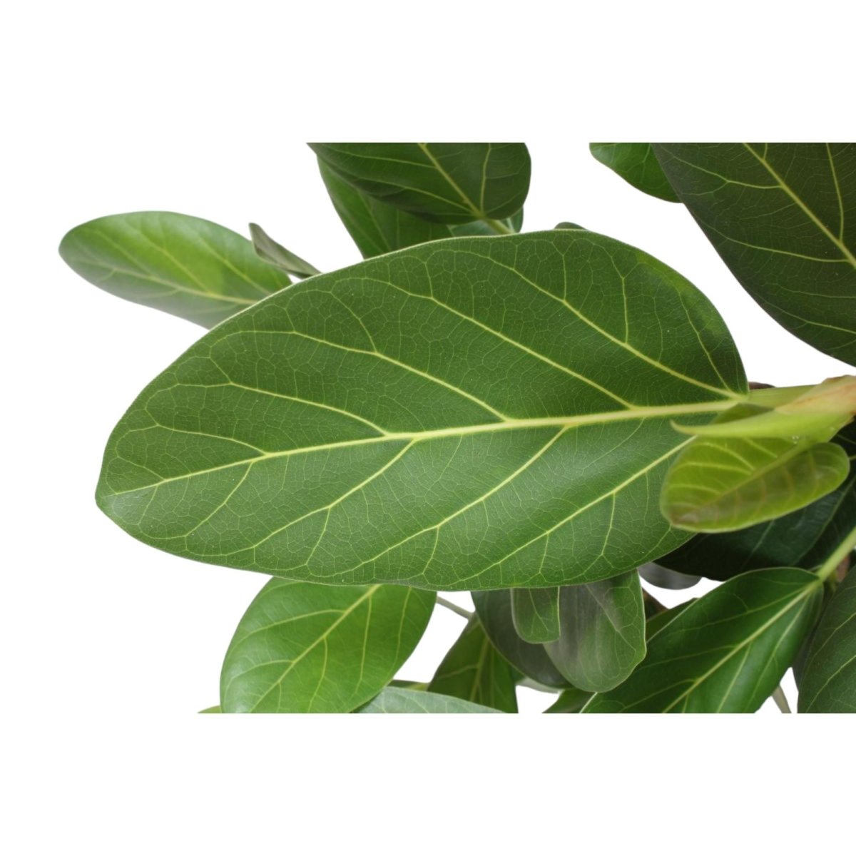 Ficus Benghalensis verzweigt 140 - 200cm – Exotische Zimmerpflanze - Wurzelwerk Design