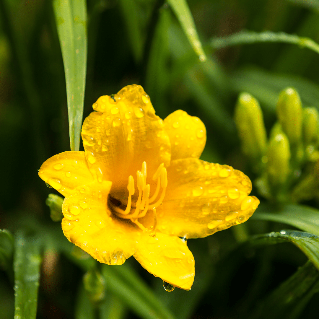 Sechs Hemerocallis &