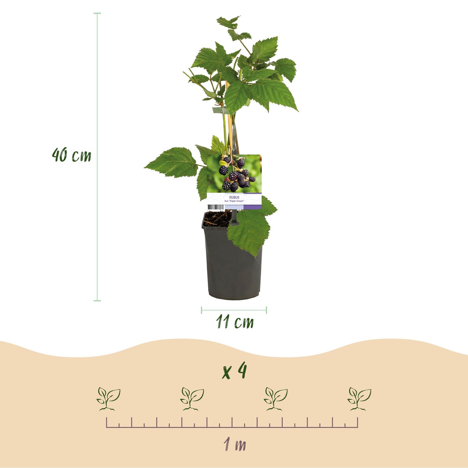 Zwei dornenlose Schwarze Brombeerpflanzen Rubus fruticosus Triple Crown in Töpfen, Höhe 40 cm, von Everspring.