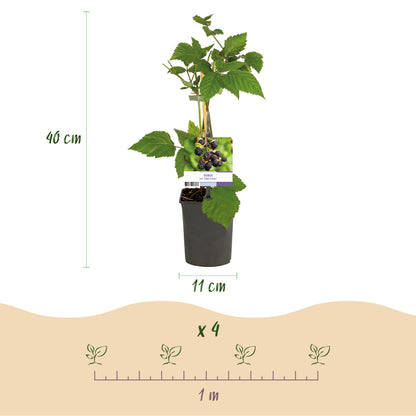 Zwei dornenlose Schwarze Brombeerpflanzen Rubus fruticosus Triple Crown in Töpfen, Höhe 40 cm, von Everspring.