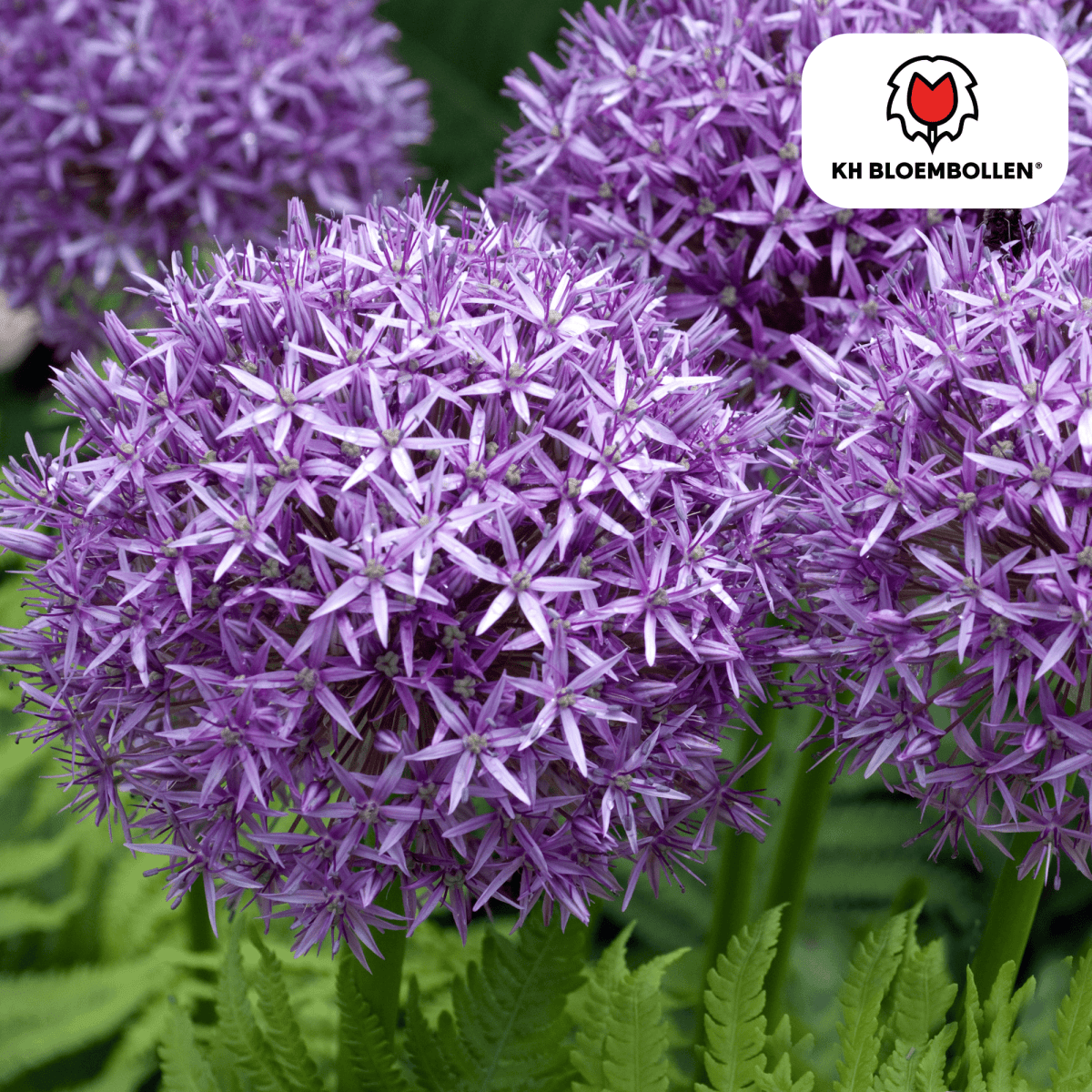 Allium Globemaster – 5 Stück | Riesiger Zierlauch in Violett - Wurzelwerk Design