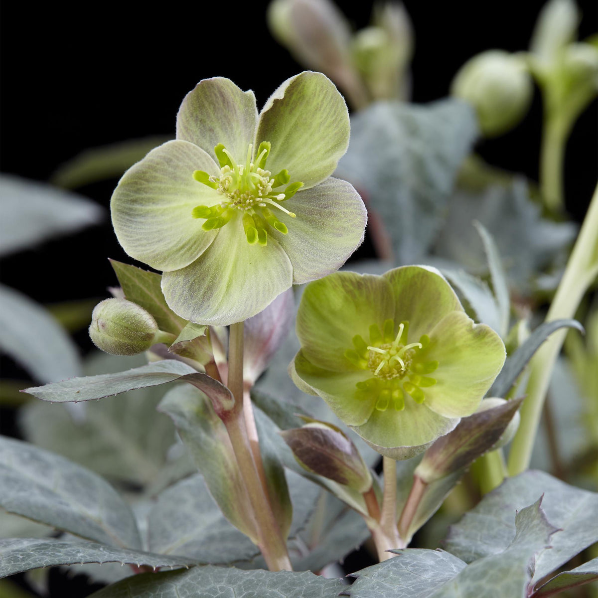 Helleborus &
