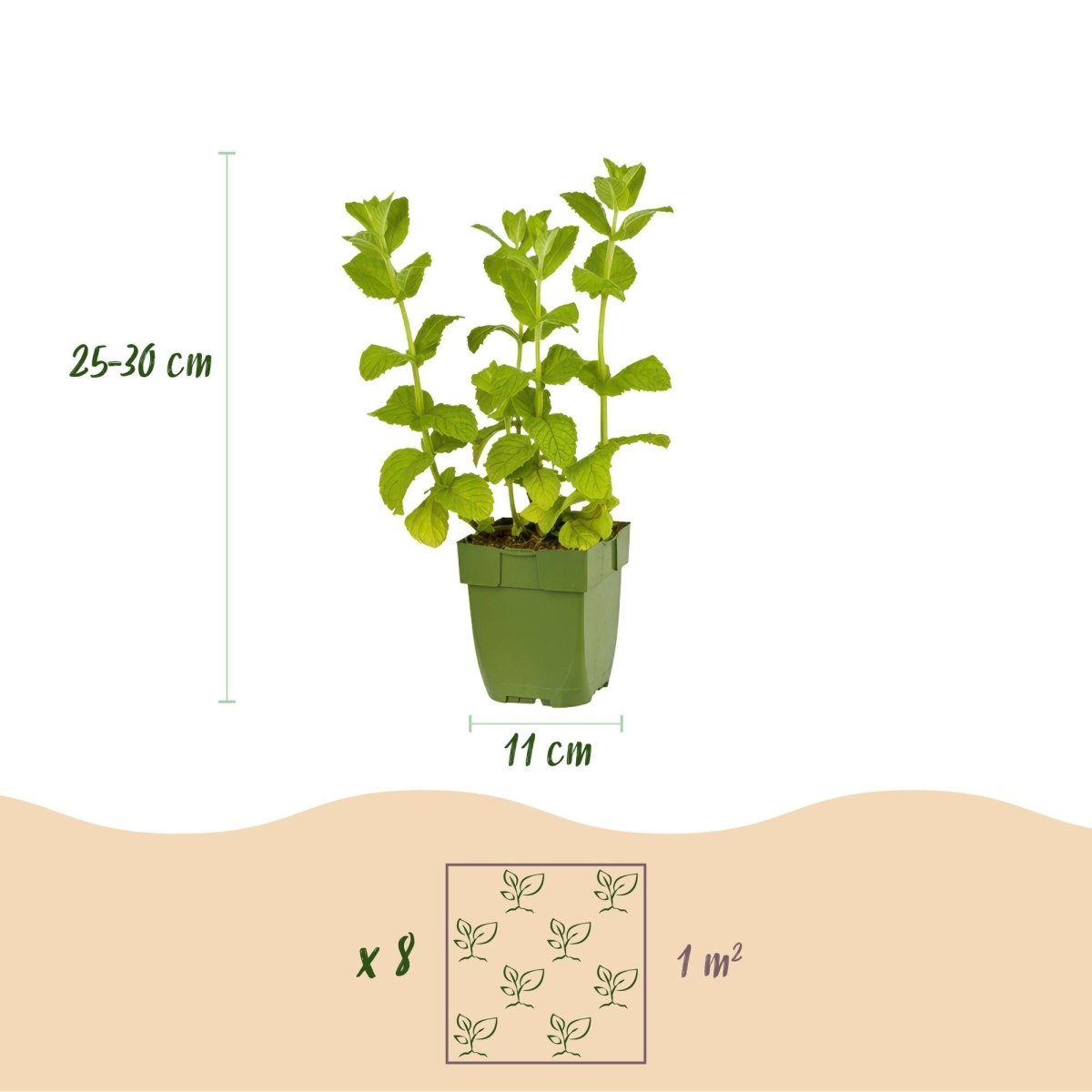 Kräuter - Paket - Kräutertee - 8 Stauden - Für 1 m² - Verschiedene Farben - Wenig Pflege - Topf 11 cm - Wurzelwerk Design