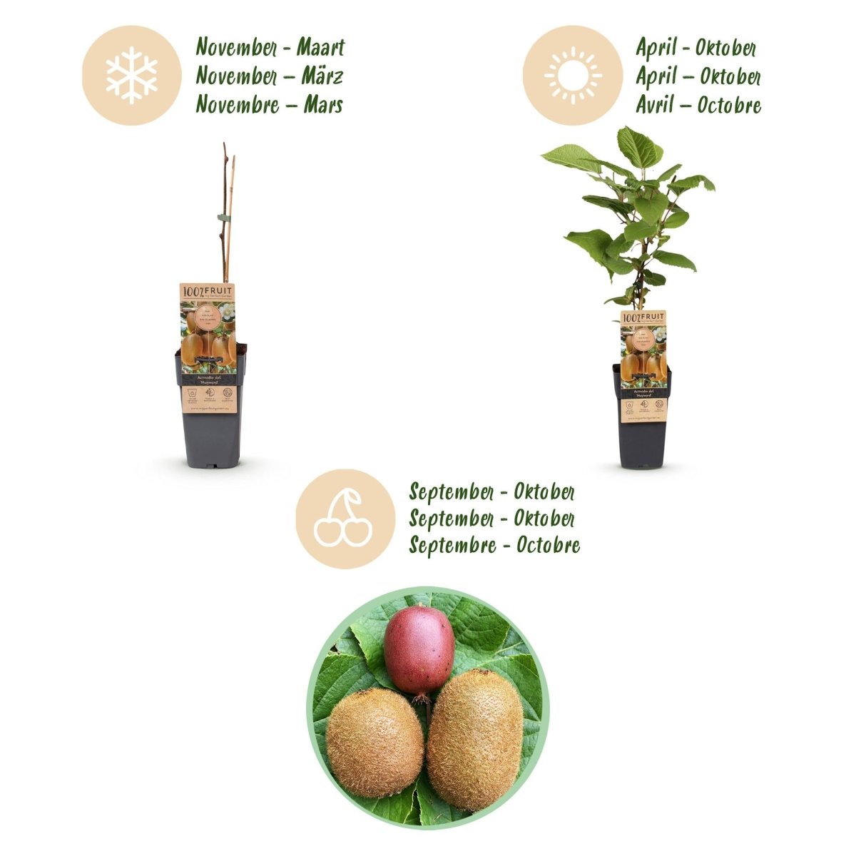 Kiwi kaufen | Actinidia Set Weiki + Hayward + Ken’s Red + Golden – 1 männlich + 3 weiblich - Wurzelwerk Design