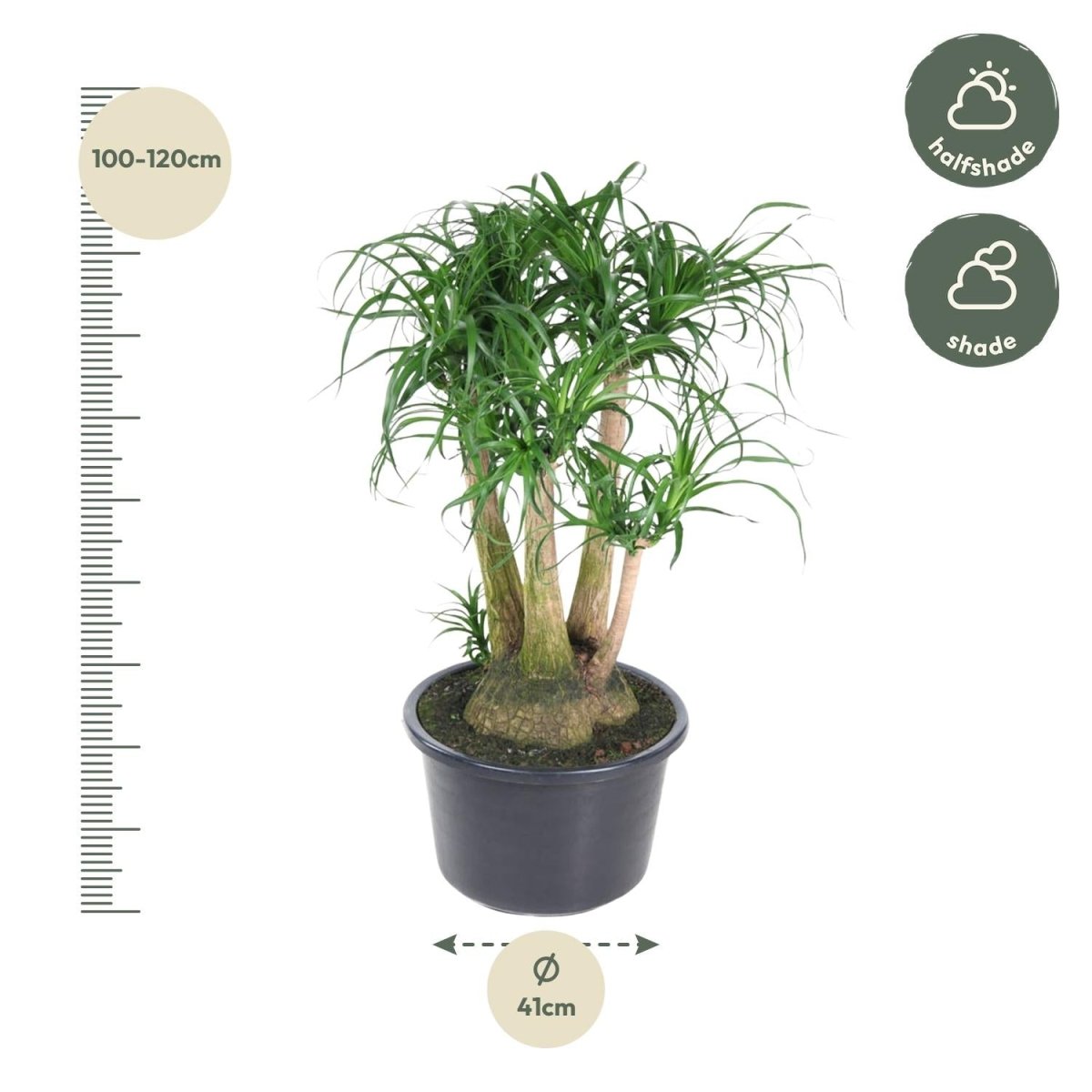 Beaucarnea Elefantenfuß verzweigt 110 cm | Premium - Zimmerpflanze im Ø41 cm Topf – Pflegeleicht &amp; Exotisch - Wurzelwerk Design