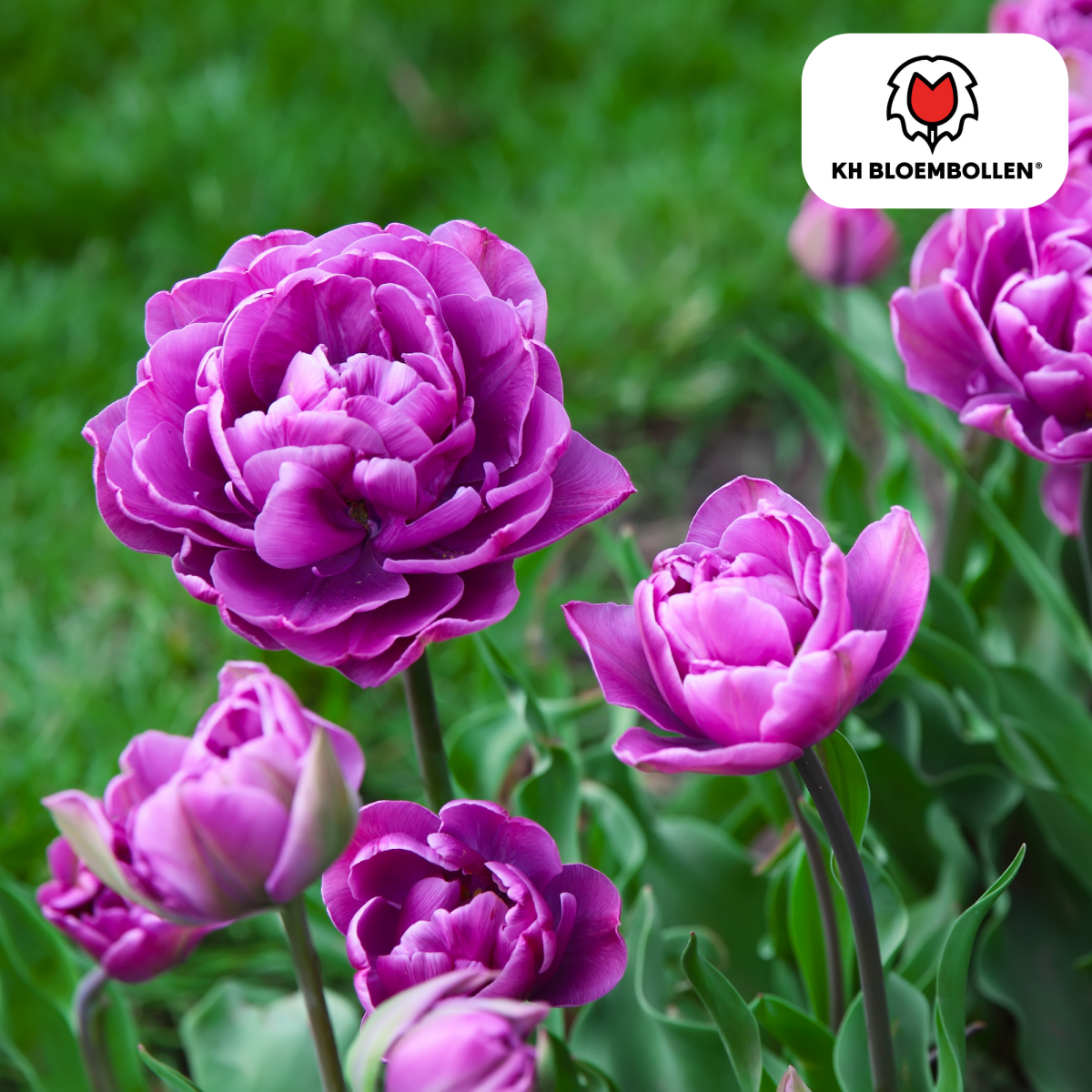 Double Flag Tulpen – 20 Zwiebeln | Gefüllte violette Blüten - Wurzelwerk Design