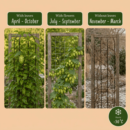 Hopfen &