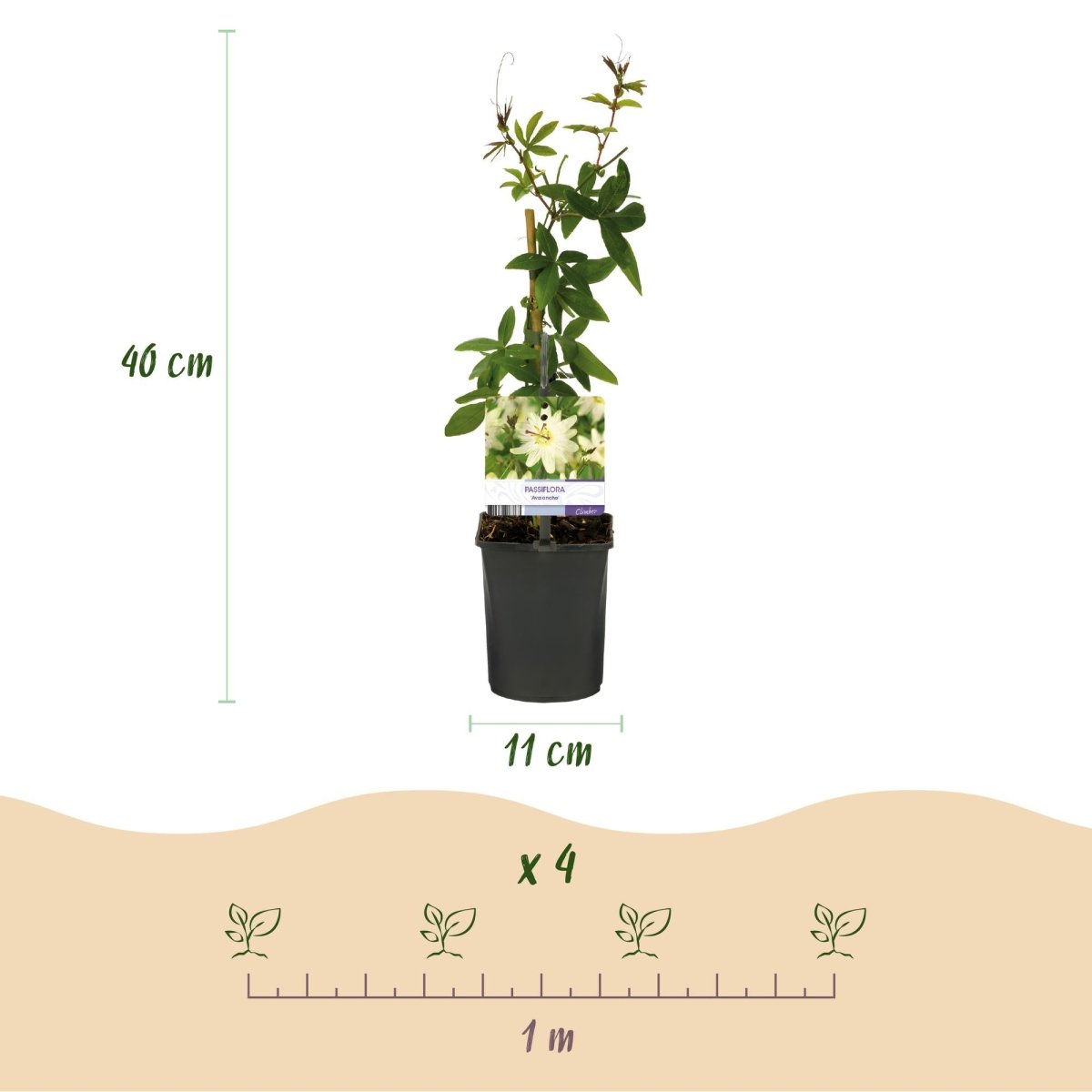 Passionsblume Passiflora Avalanche | Weiße Blüten – 2 Pflanzen 40 cm Ø11 cm Topf - Wurzelwerk Design