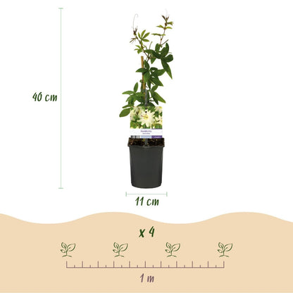 Passionsblume Passiflora Avalanche | Weiße Blüten – 2 Pflanzen 40 cm Ø11 cm Topf - Wurzelwerk Design