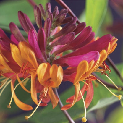 Lonicera heckrottii &