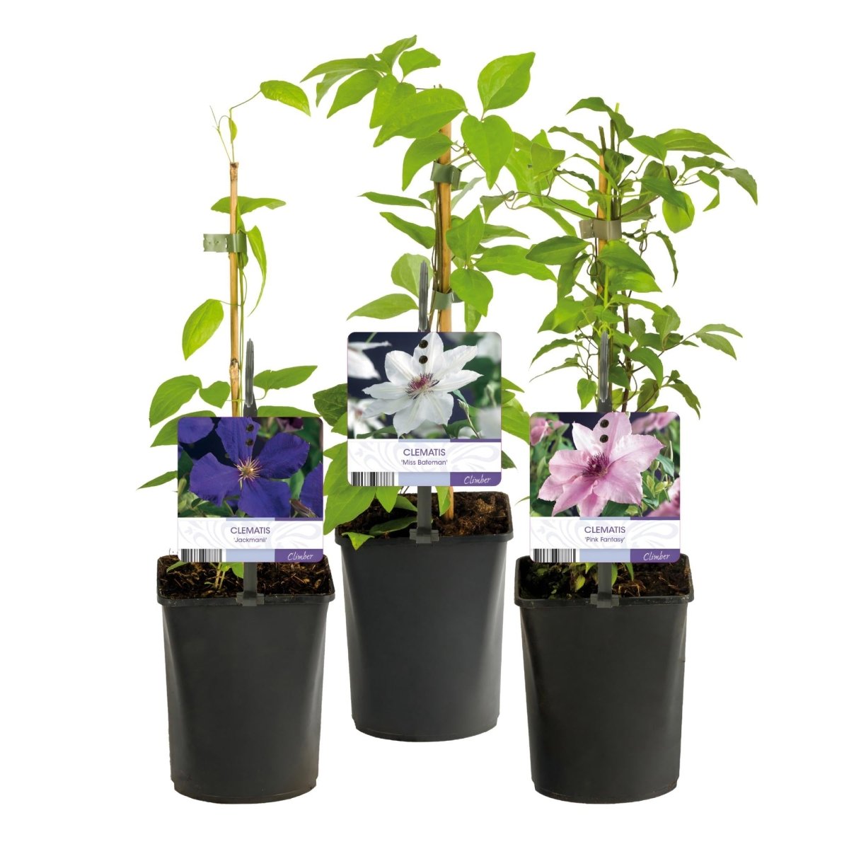 Clematis &
