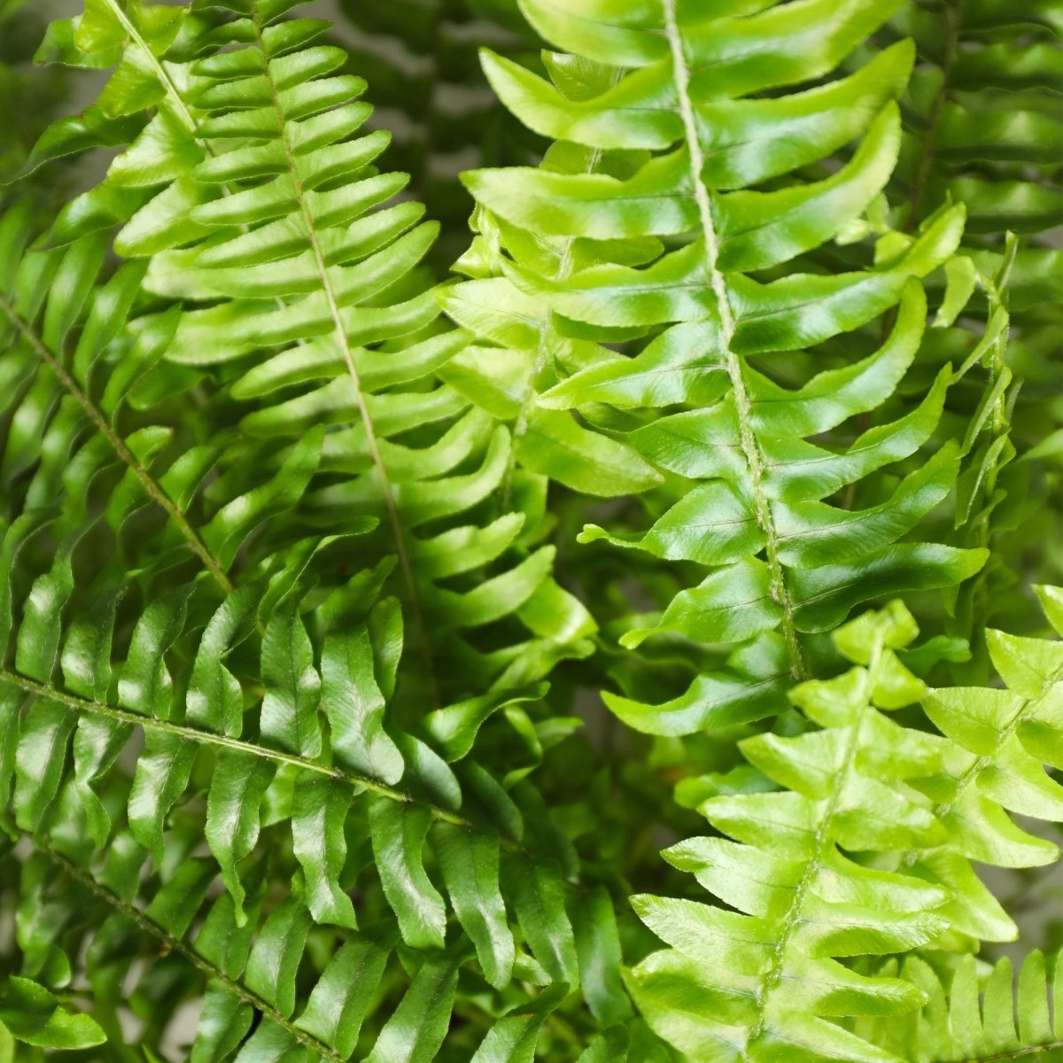 Farn kaufen | Nephrolepis exaltata Green Lady – Topf Ø 12 cm, Höhe 25 cm - Wurzelwerk Design