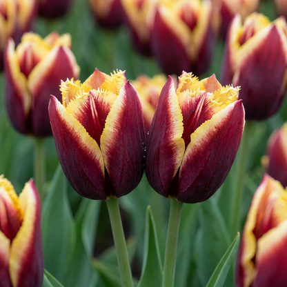 Tulpen-Mischung My Favourite Topping – Tulipa online kaufen | 15 bis 120 Blumenzwiebeln, verspielte Farbmischung – Wurzelwerk Design