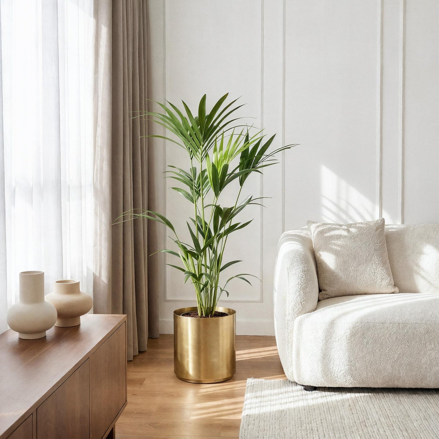 Kentia Palme als elegante große Zimmerpalme im Topf in der Höhe 130 bis 260 cm