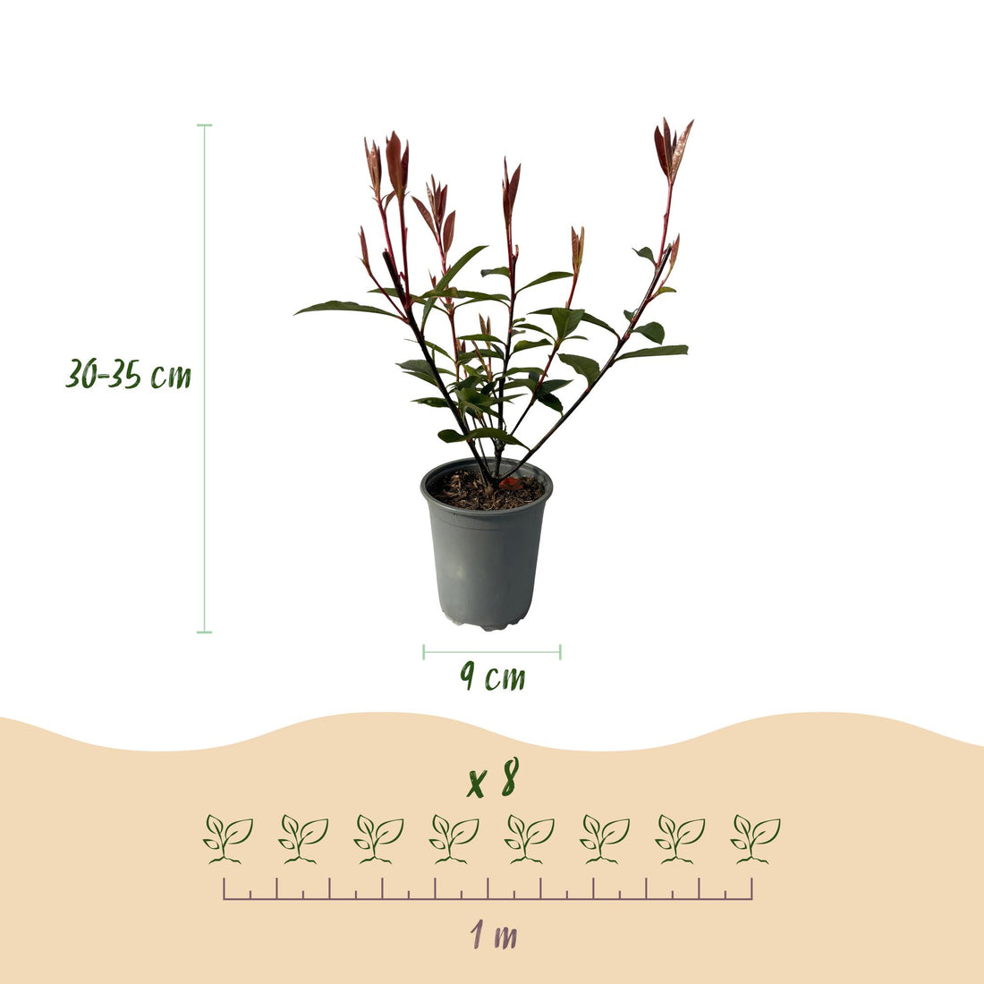 Grüne Photinia fraseri Carre Rouge Heckenpflanzen von Everspring, 8 Stück in Töpfen, immergrün, rot-grüne Blätter, 30-35cm hoch