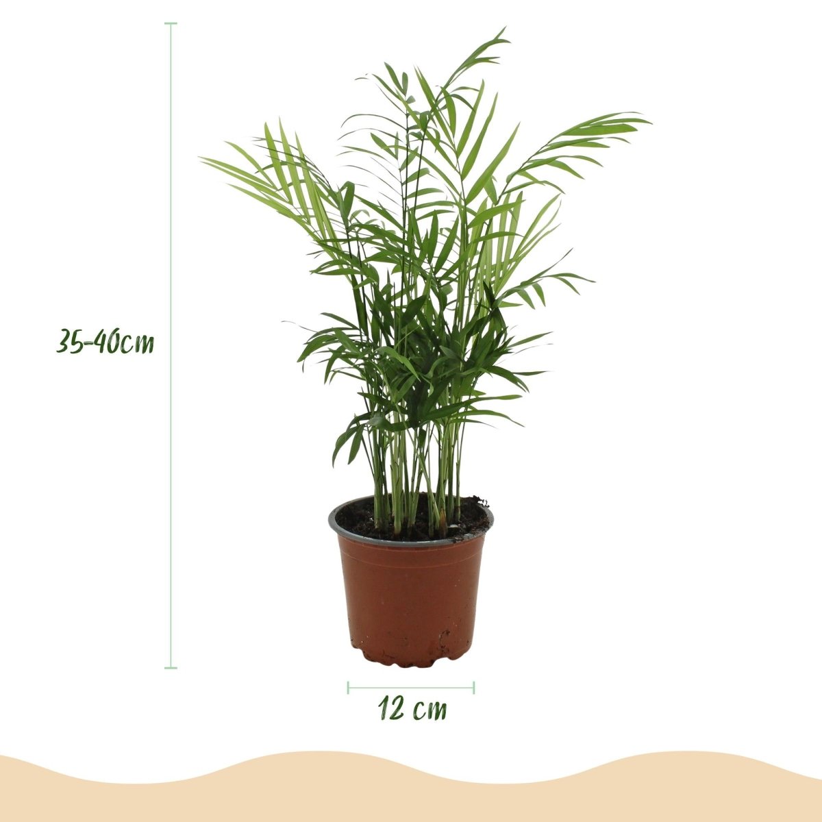 Goldpalme kaufen | Chamaedorea elegans – haustierfreundlich, Topf Ø 12 cm - Wurzelwerk Design