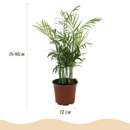 Goldpalme kaufen | Chamaedorea elegans – haustierfreundlich, Topf Ø 12 cm - Wurzelwerk Design