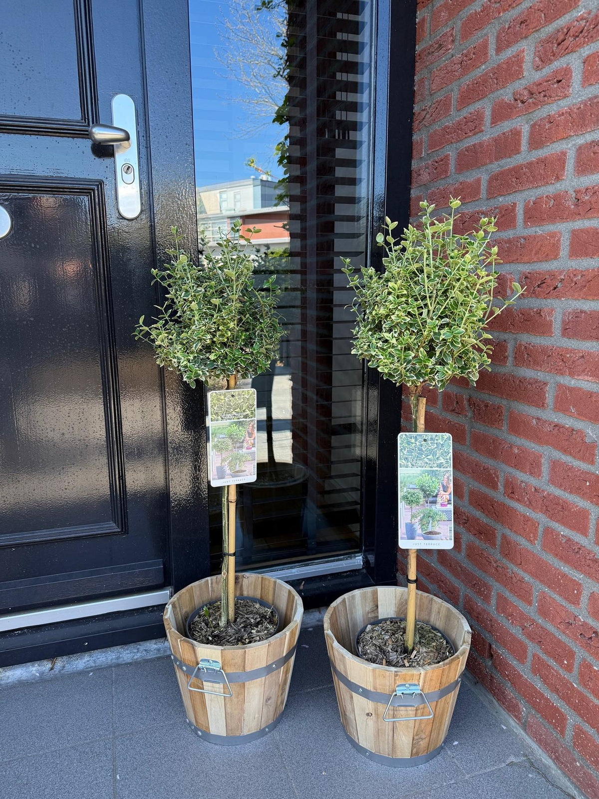 Immergrüne Euonymus fortunei Emerald Gaiety Terrassenpflanze in Topf, grün-graue Blätter, winterhart, Höhe 90cm, Everspring