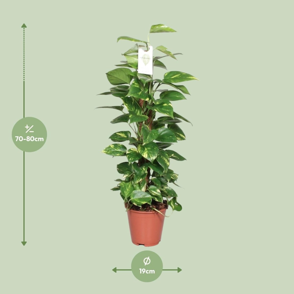 Epipremnum Pinnatum Mosstok 80cm Scindapsus - Ø19cm - ↕80cm - Wurzelwerk Design