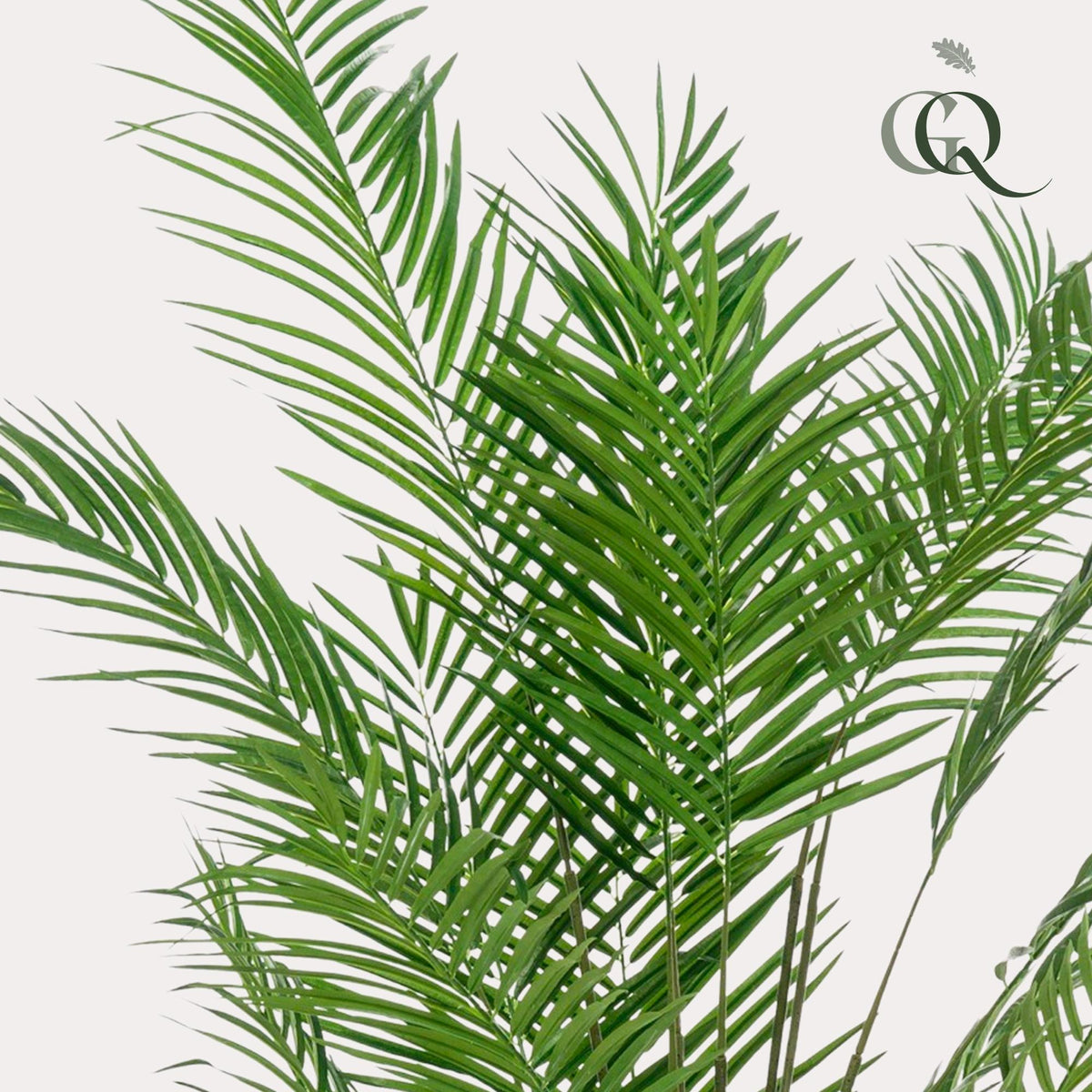 Kunstpflanze Areca Lutescens, Goldpalme, Everspring, 180cm oder 240cm, realistische grüne Zimmerpflanze im Top