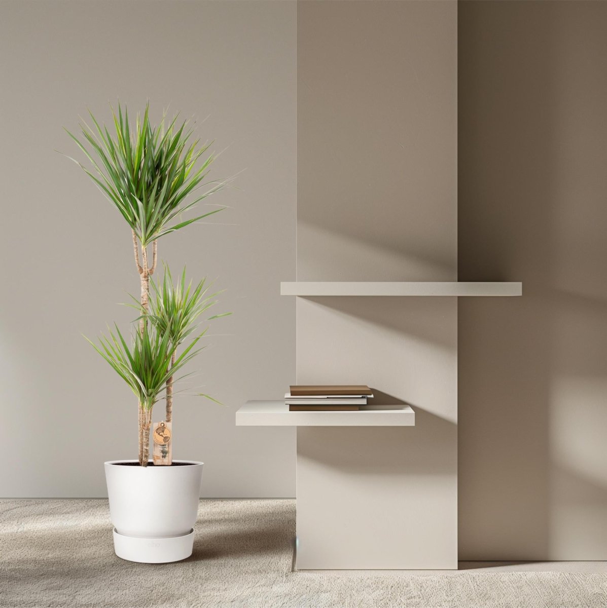 Dracaena Marginata 90 - 220 cm – Pflegeleichter Drachenbaum - Wurzelwerk Design
