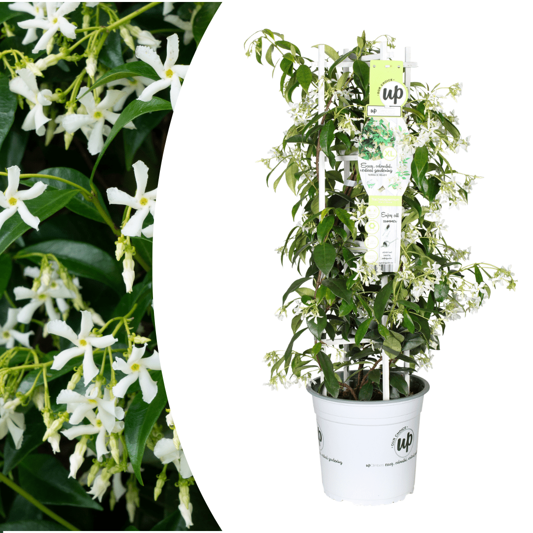Sternjasmin kaufen | Trachelospermum jasminoides &