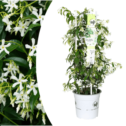 Sternjasmin kaufen | Trachelospermum jasminoides &