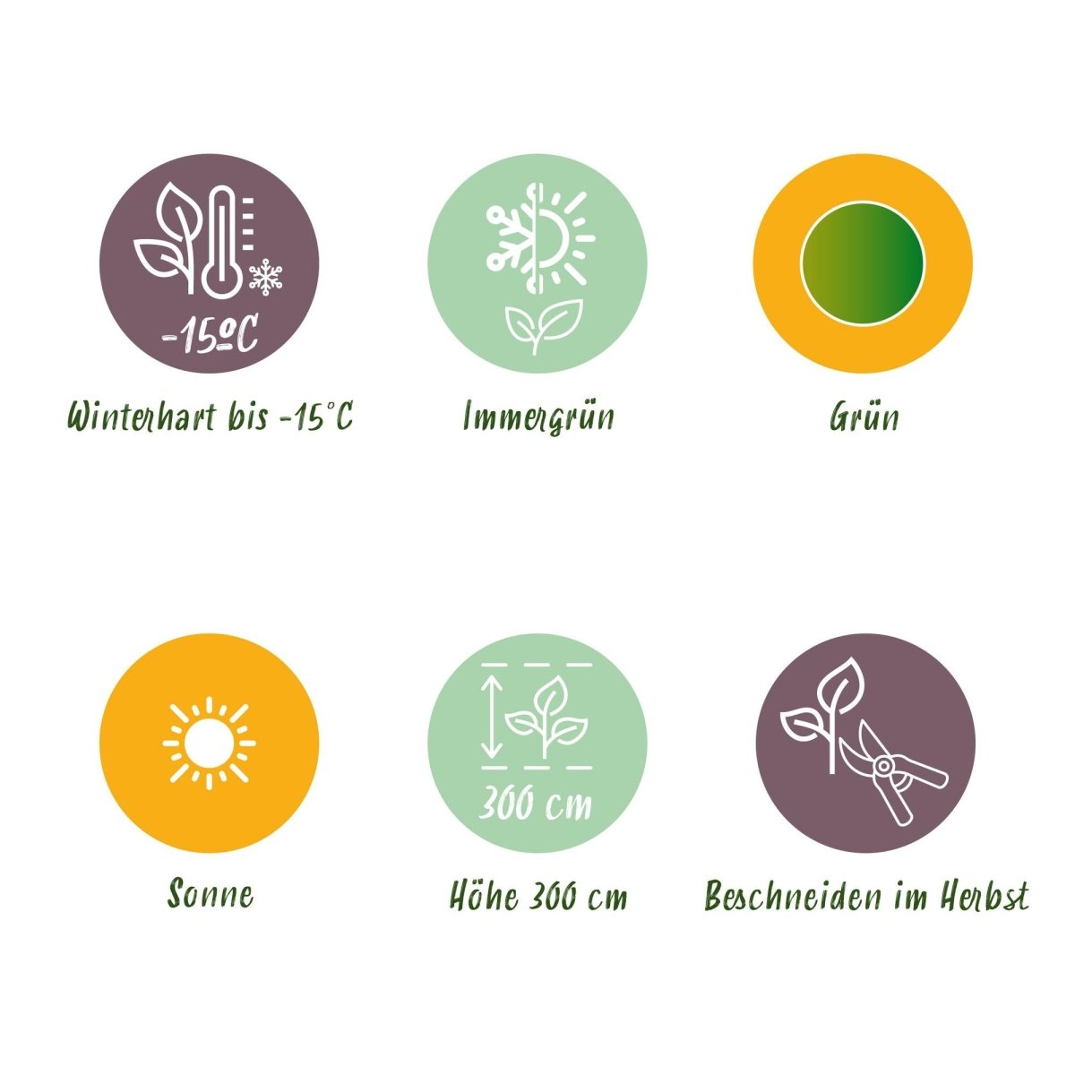 Musa basjoo – Winterharte Bananenpflanze für Garten &amp; Balkon - Wurzelwerk Design