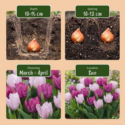 Tulpen-Mischung Candy Purple Prince – Tulipa online kaufen | 15 bis 120 Blumenzwiebeln in Violett und Rosa – Wurzelwerk Design