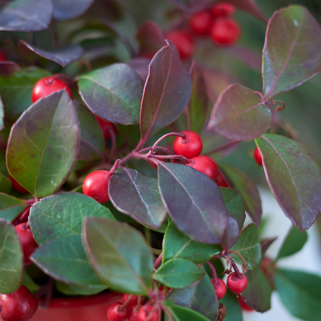 6x Gaultheria procumbens &