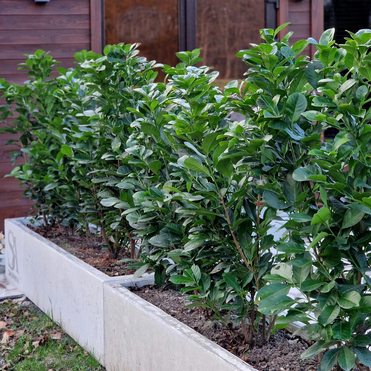 Kirschlorbeer Etna – Prunus laurocerasus online kaufen | 6 Pflanzen für 1 m Hecke, kompakt &amp; schnittarm – Wurzelwerk Design