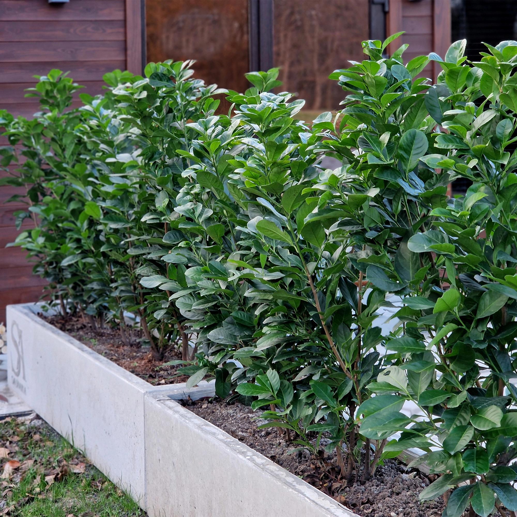Kirschlorbeer Etna – Prunus laurocerasus online kaufen | 6 Pflanzen für 1 m Hecke, kompakt &amp; schnittarm – Wurzelwerk Design