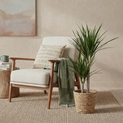 Everspring Dracaena Marginata im Korb, Höhe 90-100cm, grüne Zimmerpflanze mit schmalen Blättern und rotem Drachenblut-Charakter