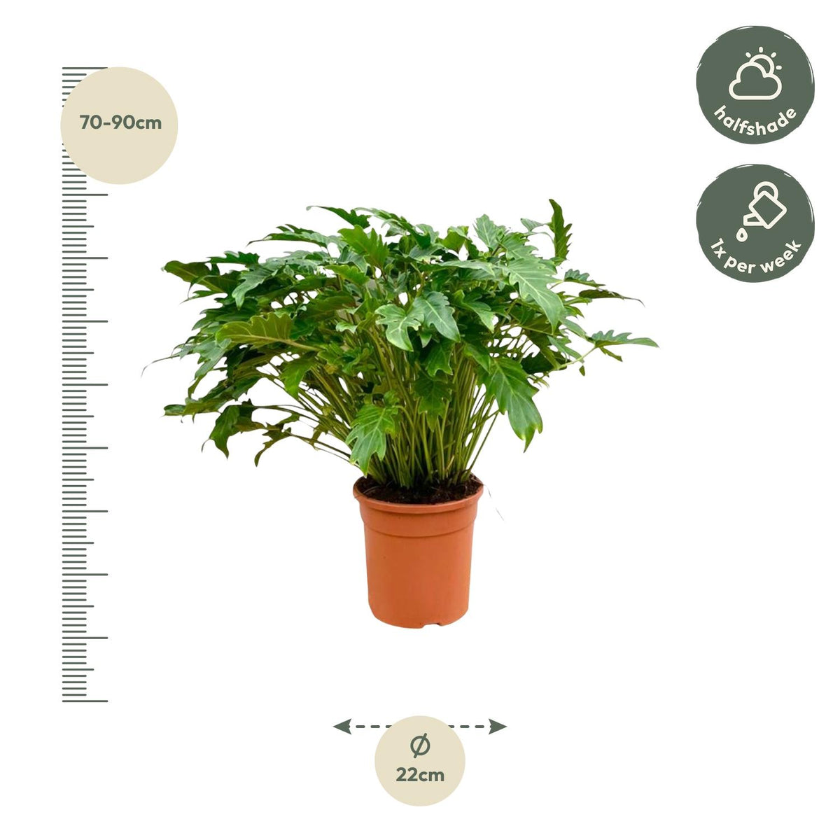 Grüner Philodendron Xanadu Pflanze von Everspring, 80 cm hoch, mit großen, gezackten Blättern, in Topf.