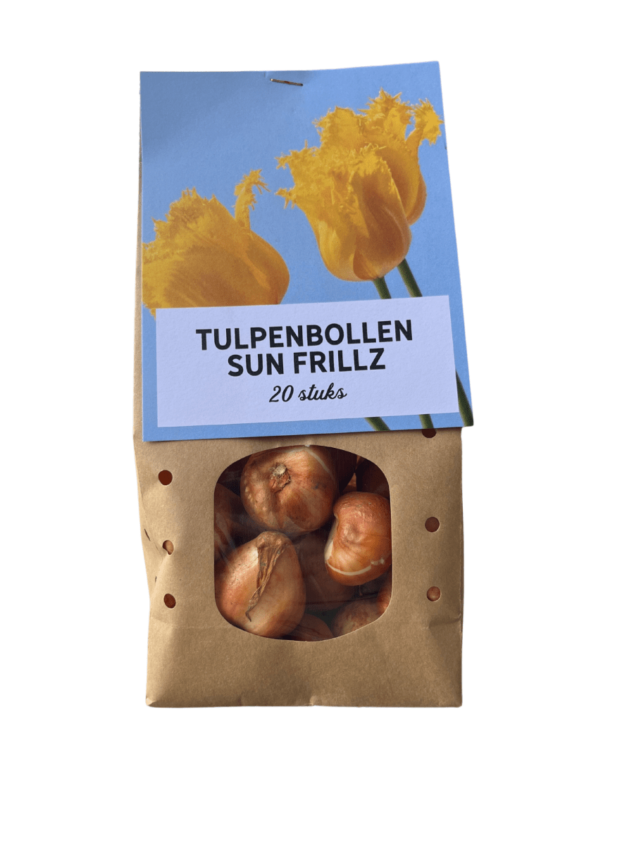 Sun Frillz Tulpen – 20 Zwiebeln | Gelbe Fransen - Tulpen - Wurzelwerk Design
