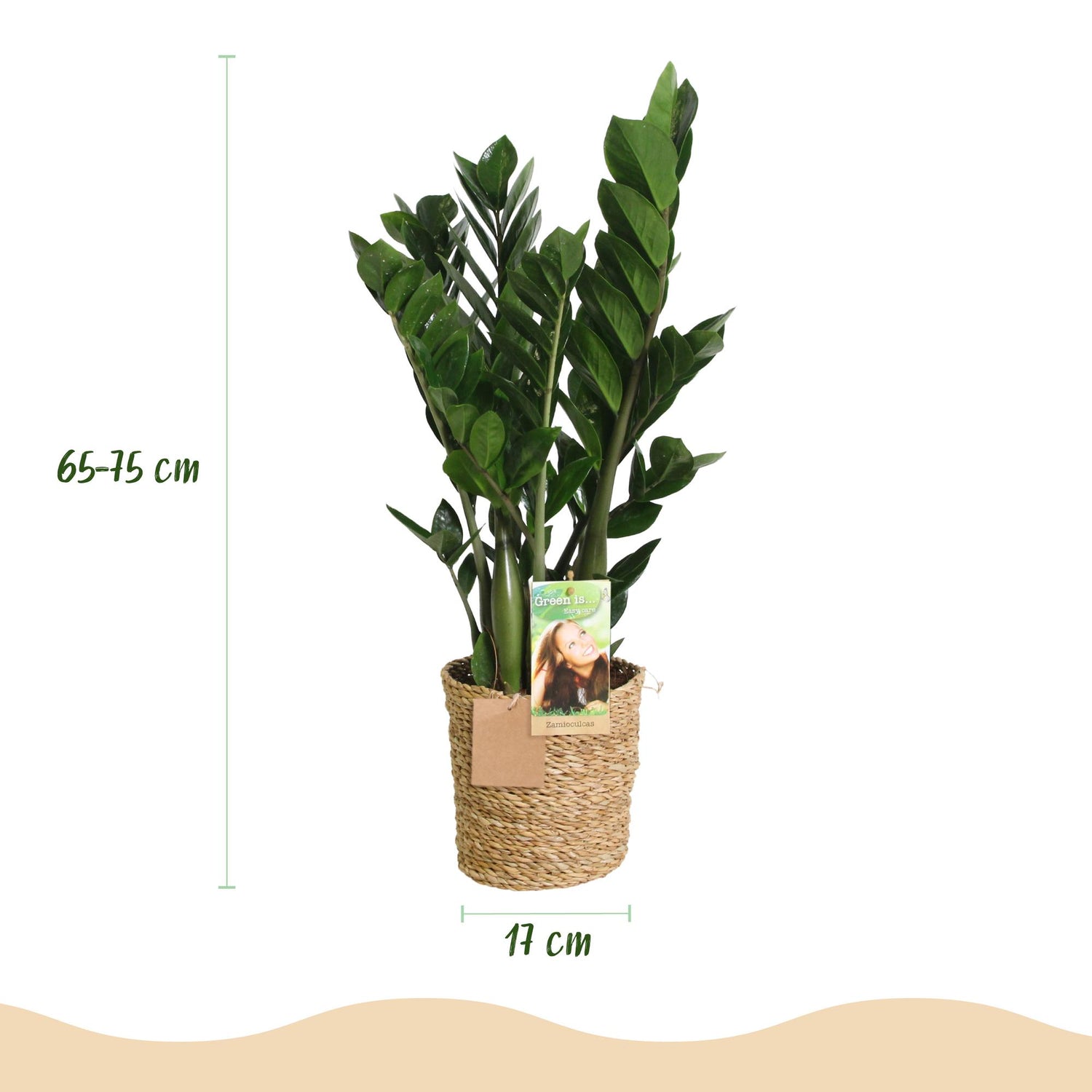 Zamioculcas mit Korb in verschiedenen Größen