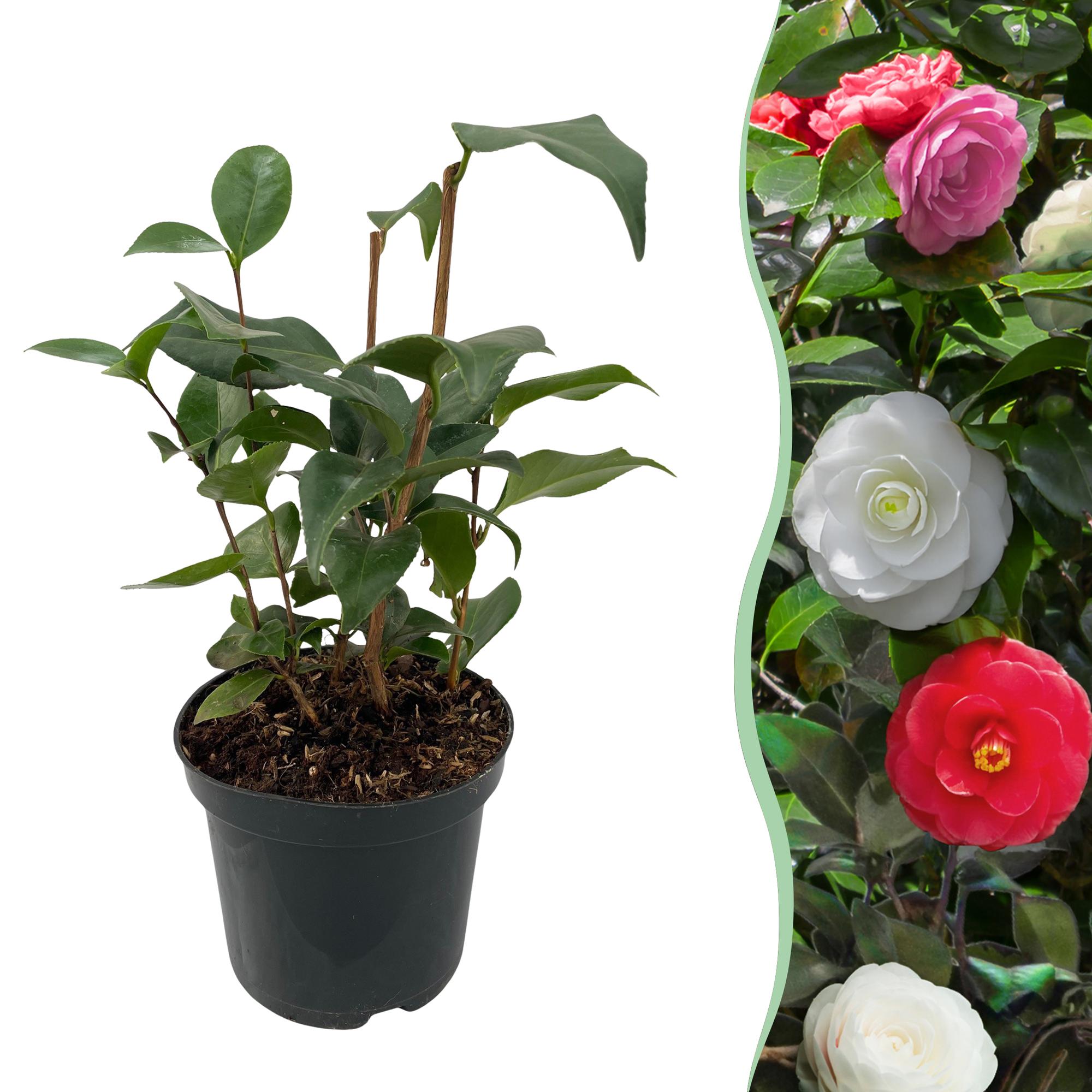 Immergrüne Camelia japonica Tricolour Pflanze mit rosa, weißen und roten Blüten in einem 15cm Topf, ca. 30cm hoch