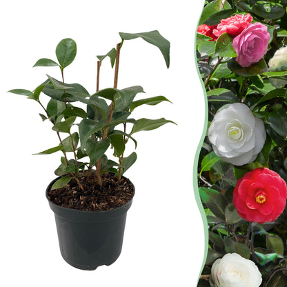 Immergrüne Camelia japonica Tricolour Pflanze mit rosa, weißen und roten Blüten in einem 15cm Topf, ca. 30cm hoch