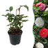 Immergrüne Camelia japonica Tricolour Pflanze mit rosa, weißen und roten Blüten in einem 15cm Topf, ca. 30cm hoch
