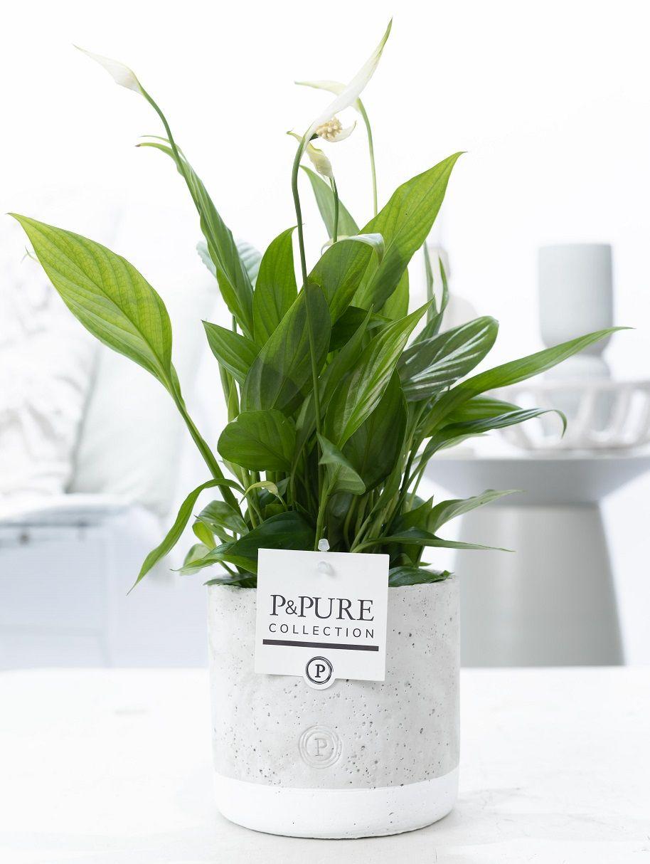 Everspring Spathiphyllum Pflanze in P&amp;PURE Jade Keramik, 12 cm Durchmesser, Höhe ca. 35 cm, grüne Blätter, dekorativ.