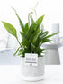 Everspring Spathiphyllum Pflanze in P&PURE Jade Keramik, 12 cm Durchmesser, Höhe ca. 35 cm, grüne Blätter, dekorativ.
