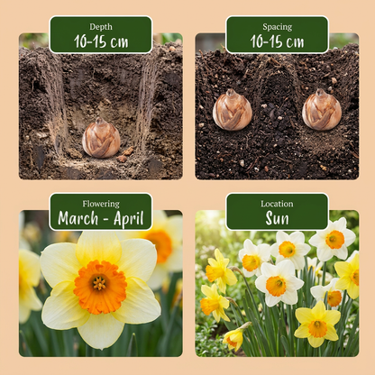 Großkronige Narzissen Mischung – Narcissus online kaufen | 30 bis 120 Blumenzwiebeln, gelb-weiß &amp; großblütig – Wurzelwerk Design