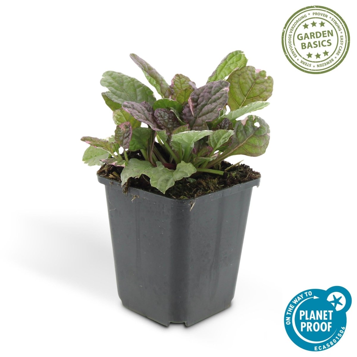 24x Ajuga reptans ‘Burgundy Glow’ – Kriechender Günsel mit buntem Laub – Höhe 10–25 cm – Ø 9 cm - Wurzelwerk Design