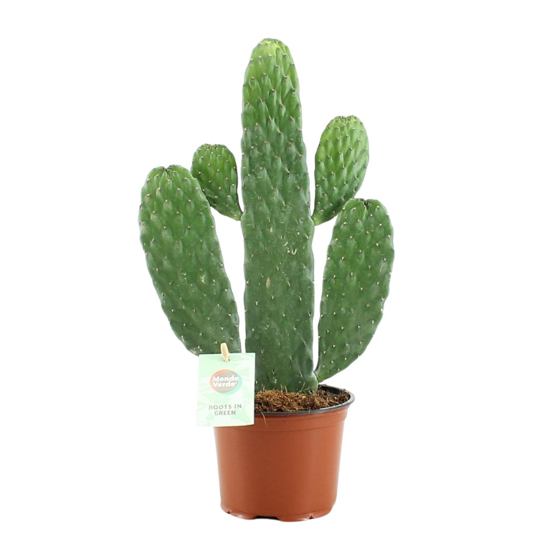 Everspring Opuntia Rubescens Consolea Sukkulente, Pflanzenbild, grüne, rosafarbene Kakteenspitzen, Durchmesser 12cm, Höhe 35cm