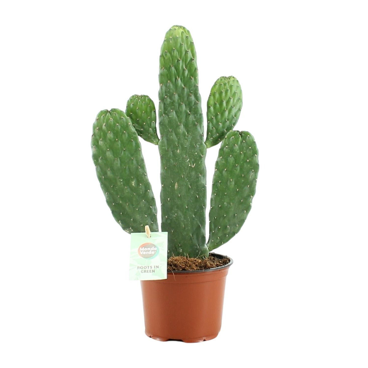 Everspring Opuntia Rubescens Consolea Sukkulente, Pflanzenbild, grüne, rosafarbene Kakteenspitzen, Durchmesser 12cm, Höhe 35cm